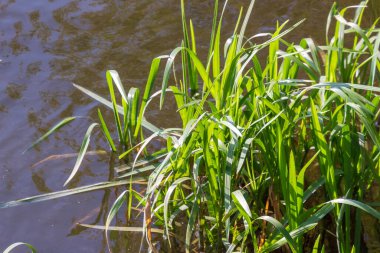 Eylül 'de parkta nehirde yeşil sazlıklar