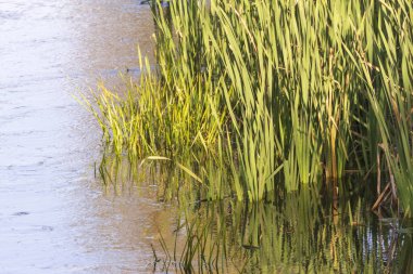 Eylül 'de parkta nehirde yeşil sazlıklar
