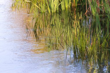 Eylül 'de parkta nehirde yeşil sazlıklar