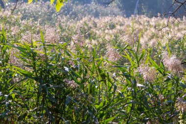 Eylül 'de parkta nehirde yeşil sazlıklar
