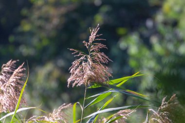 Eylül 'de parkta nehirde yeşil sazlıklar