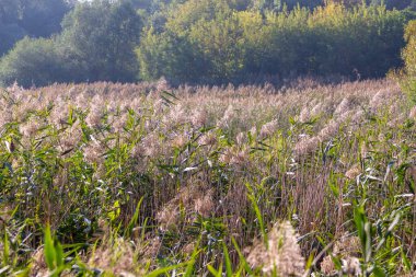 Eylül 'de parkta nehirde yeşil sazlıklar