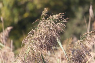 Eylül 'de parkta nehirde yeşil sazlıklar