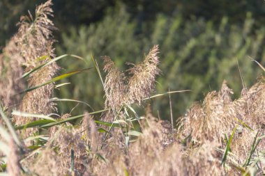 Eylül 'de parkta nehirde yeşil sazlıklar