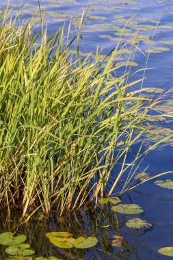 Eylül 'de parkta nehirde yeşil sazlıklar