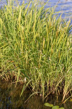 Eylül 'de parkta nehirde yeşil sazlıklar