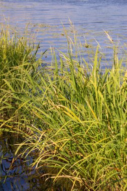 Eylül 'de parkta nehirde yeşil sazlıklar