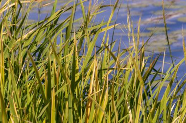 Eylül 'de parkta nehirde yeşil sazlıklar