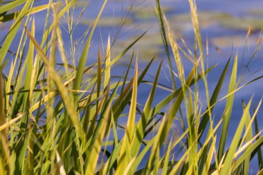 Eylül 'de parkta nehirde yeşil sazlıklar