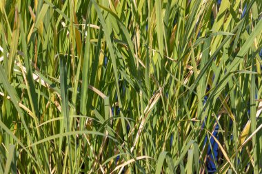 Eylül 'de parkta nehirde yeşil sazlıklar