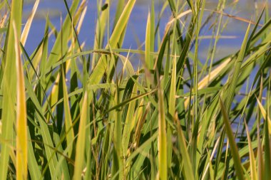 Eylül 'de parkta nehirde yeşil sazlıklar