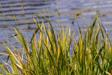 Eylül 'de parkta nehirde yeşil sazlıklar