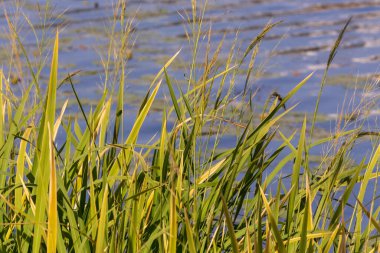 Eylül 'de parkta nehirde yeşil sazlıklar