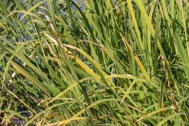 Eylül 'de parkta nehirde yeşil sazlıklar