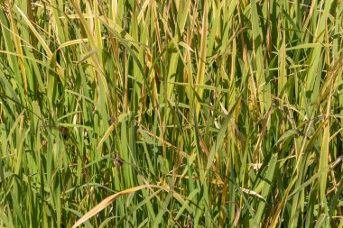 Eylül 'de parkta nehirde yeşil sazlıklar