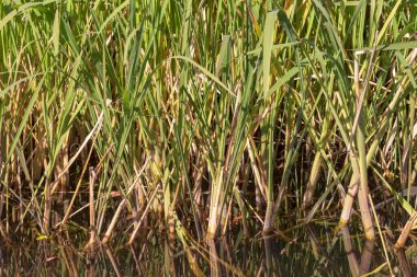 Eylül 'de parkta nehirde yeşil sazlıklar
