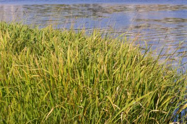 Eylül 'de parkta nehirde yeşil sazlıklar