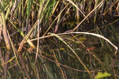 Eylül 'de parkta nehirde yeşil sazlıklar