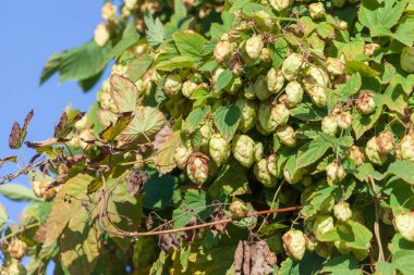 Eylül 'de yeşil hop parktan ayrılıyor.