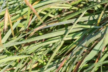 Eylül 'de parkta çiğ taneleri olan yeşil çimenler