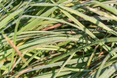 Eylül 'de parkta çiğ taneleri olan yeşil çimenler