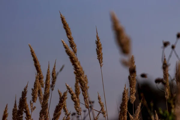 Sarı Çiçek Tarlada Sarı Çimen — Stok fotoğraf