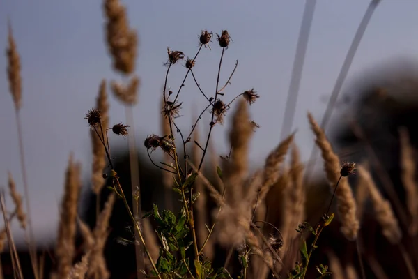 Fiore Giallo Erba Gialla Sole Nel Campo — Foto Stock