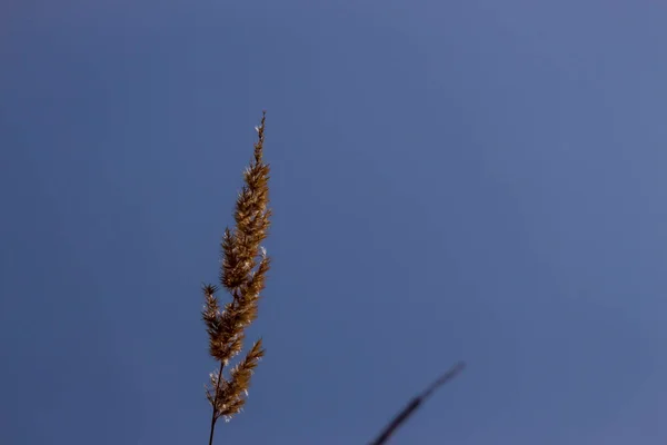 Gul Blomma Och Gult Gräs Solen Fältet — Stockfoto