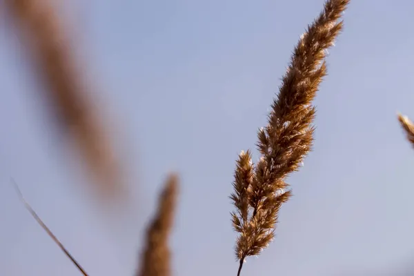 Sárga Virág Sárga Napon Mezőn — Stock Fotó