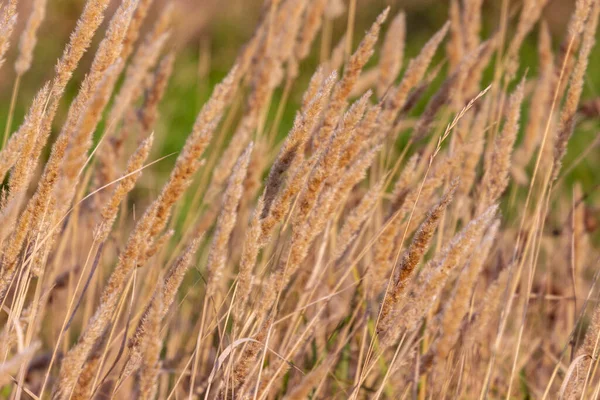 Fiore Giallo Erba Gialla Sole Nel Campo — Foto Stock