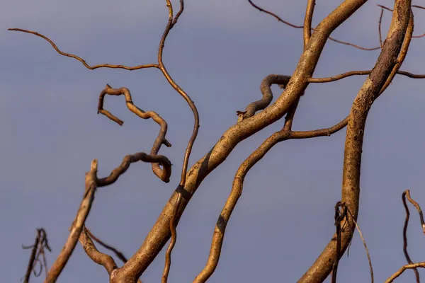 Rami Secchi Torti Alberi Boscaglie Nel Mese Settembre — Foto Stock