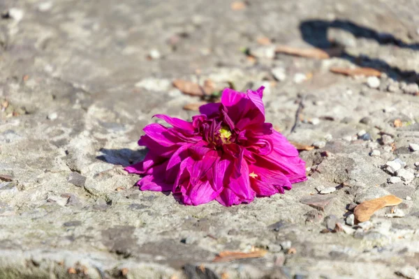 Bahçedeki Sonbahar Çiçeklerinin Mor Rengi — Stok fotoğraf