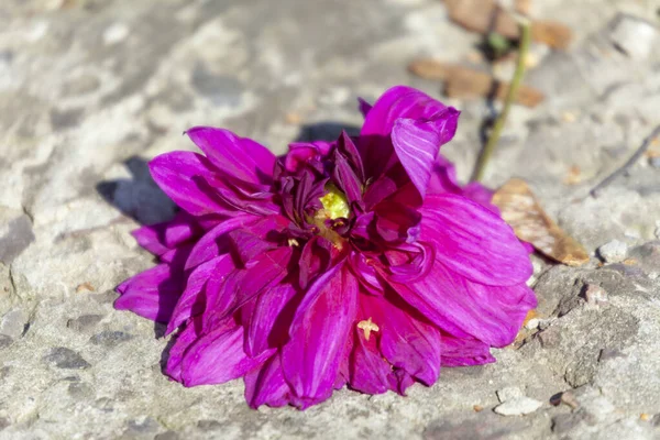 Bahçedeki Sonbahar Çiçeklerinin Mor Rengi — Stok fotoğraf