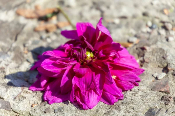 Fialová Barva Podzimních Květin Zahradě — Stock fotografie