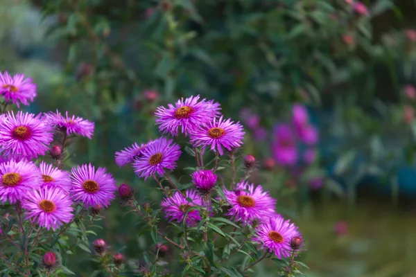 庭の秋の花の紫色 — ストック写真