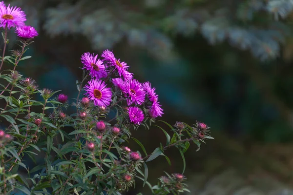 Color Púrpura Las Flores Otoño Jardín —  Fotos de Stock