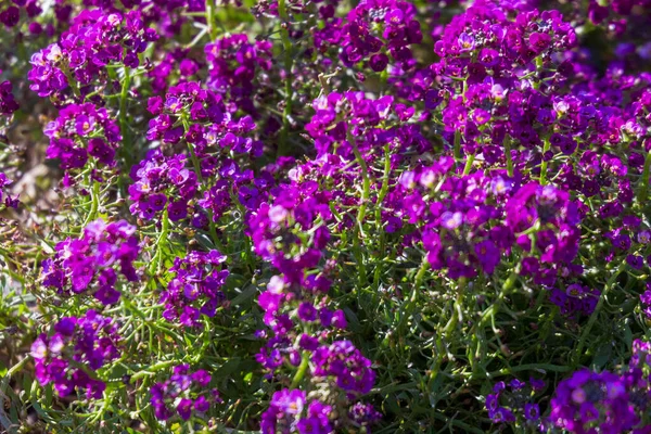 园中秋天花朵的紫色 — 图库照片