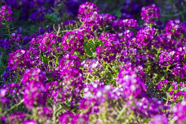 园中秋天花朵的紫色 — 图库照片