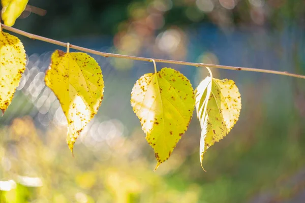 Beautiful Autumn Yellow Leaves Trees Park — Stock Photo, Image