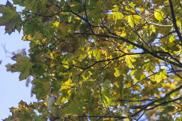 Прекрасне Осіннє Жовте Листя Дерев Парку — стокове фото