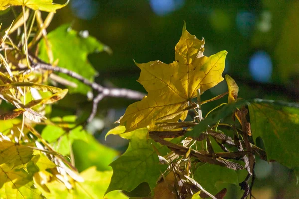 Krásné Podzimní Žluté Listy Stromů Parku — Stock fotografie