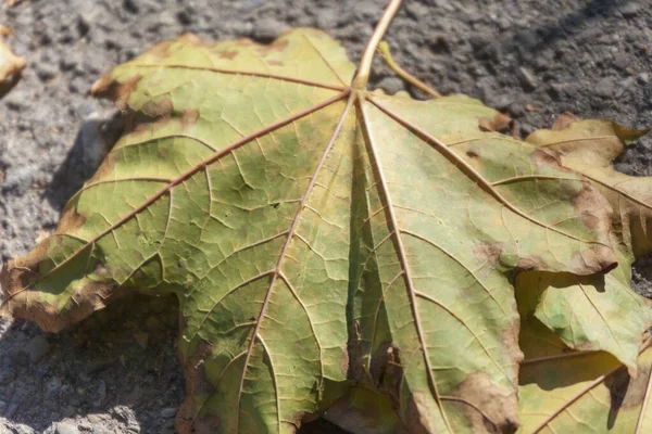 Prachtige Herfst Gele Bladeren Van Bomen Het Park — Stockfoto