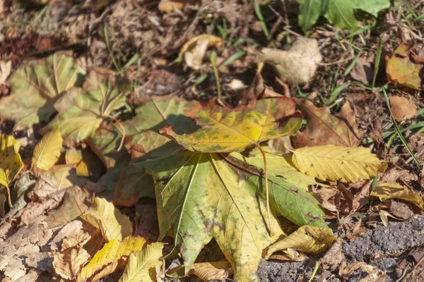 Prachtige Herfst Gele Bladeren Van Bomen Het Park — Stockfoto