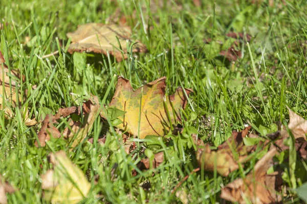 Prachtige Herfst Gele Bladeren Van Bomen Het Park — Stockfoto