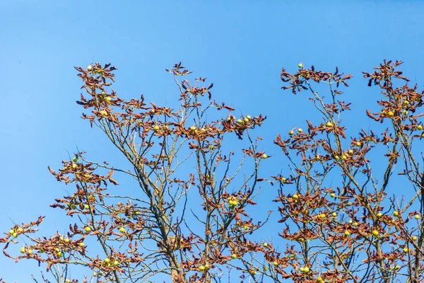 Красивые Осенние Желтые Листья Деревьев Парке — стоковое фото