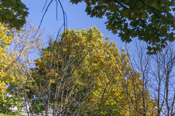 Prachtige Herfst Gele Bladeren Van Bomen Het Park — Stockfoto