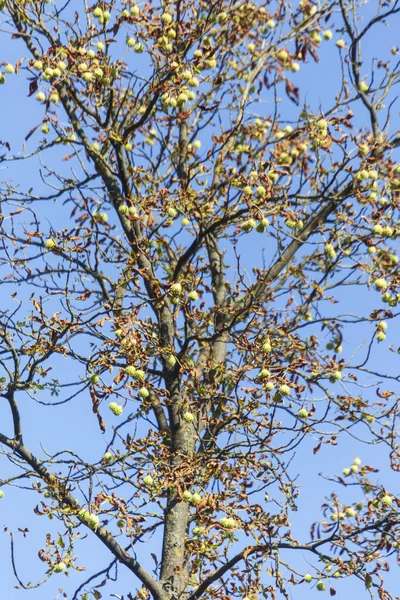 Piękne Jesienne Żółte Liście Drzew Parku — Zdjęcie stockowe
