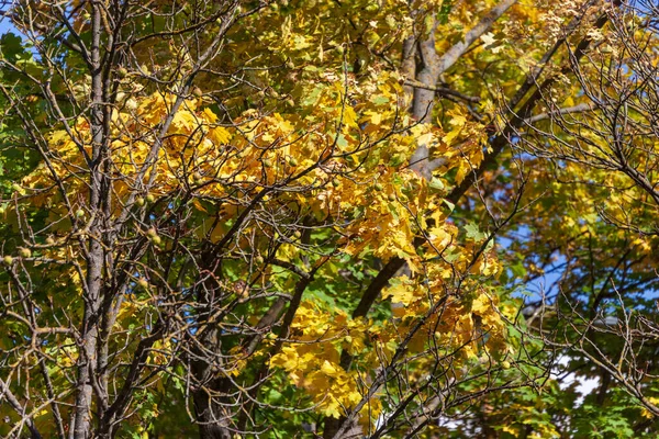 Hermosas Hojas Amarillas Otoñales Árboles Parque —  Fotos de Stock