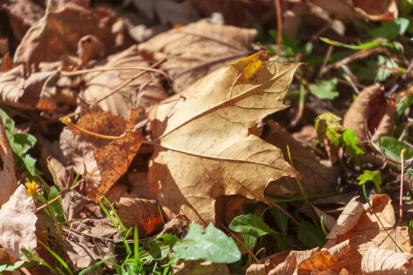 Prachtige Herfst Gele Bladeren Van Bomen Het Park — Stockfoto