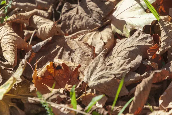 Prachtige Herfst Gele Bladeren Van Bomen Het Park — Stockfoto